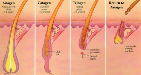 Hair Growth Stages
